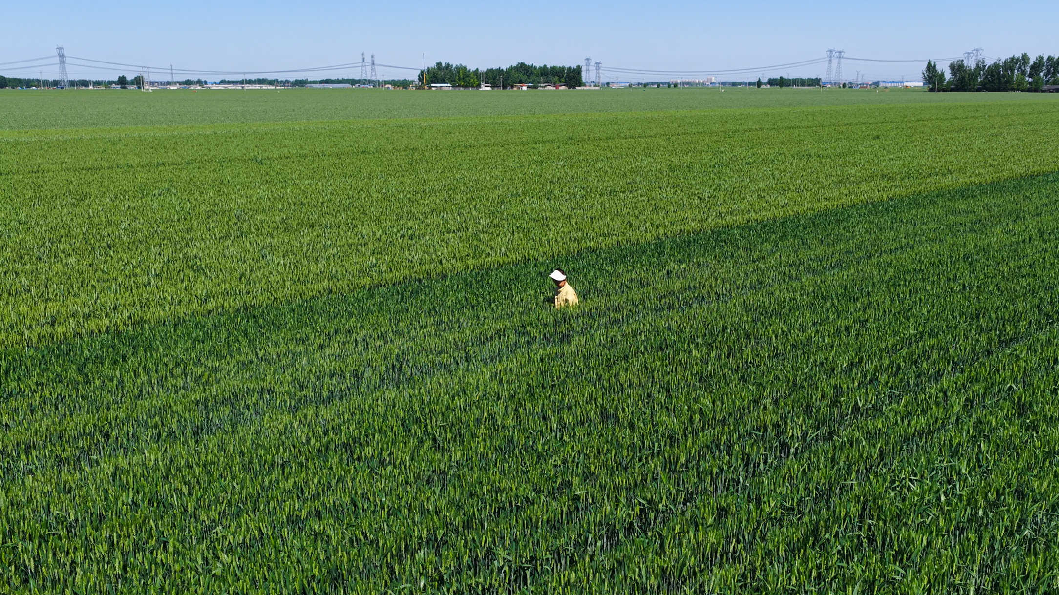 麦浪-5月1日拍摄于广饶县李鹊镇郝家村.jpg